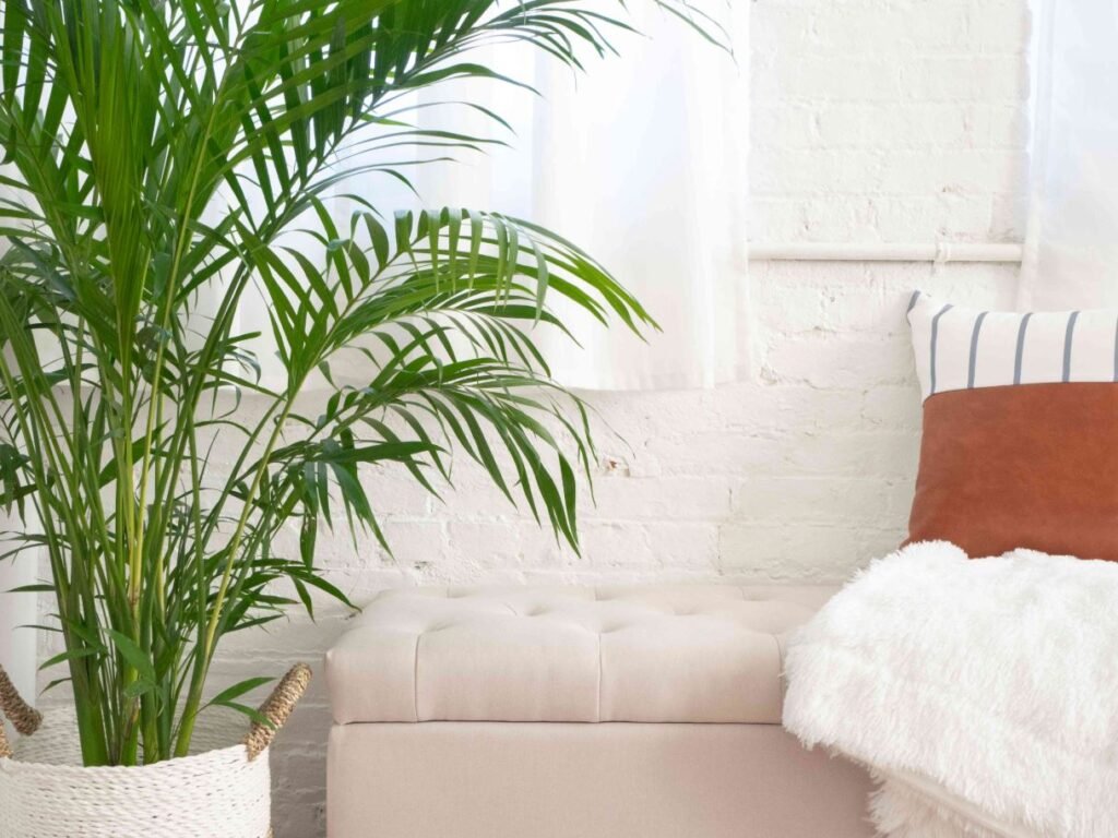  Bamboo Palm