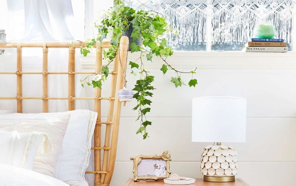English Ivy Indoor Plant