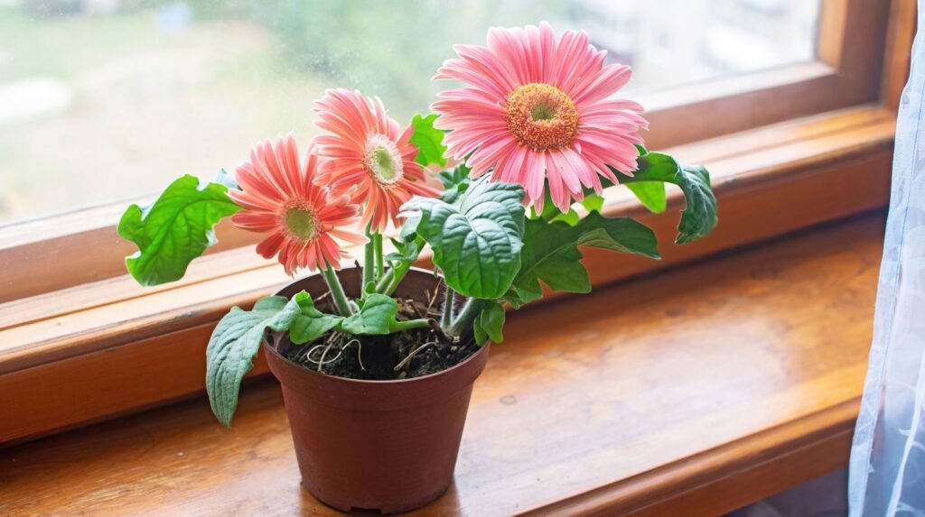 Gerbera Daisy