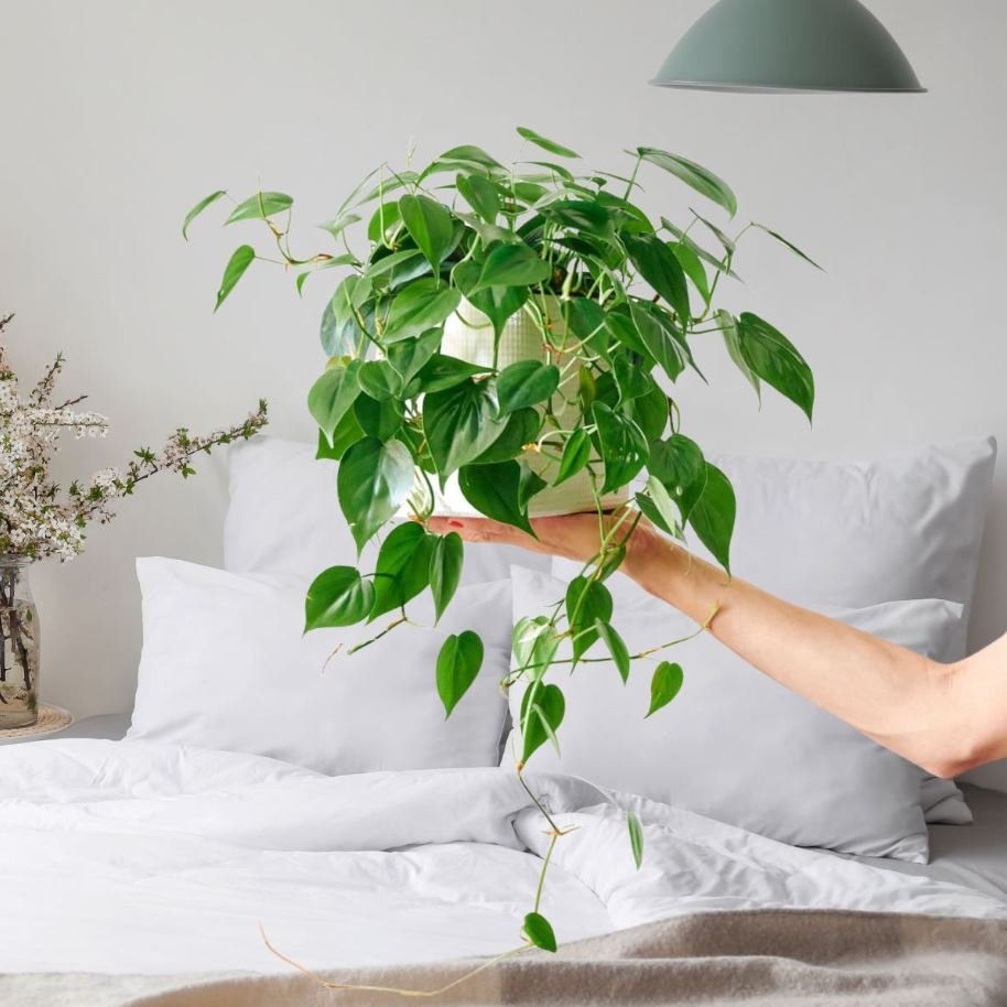 16. Heartleaf Philodendron