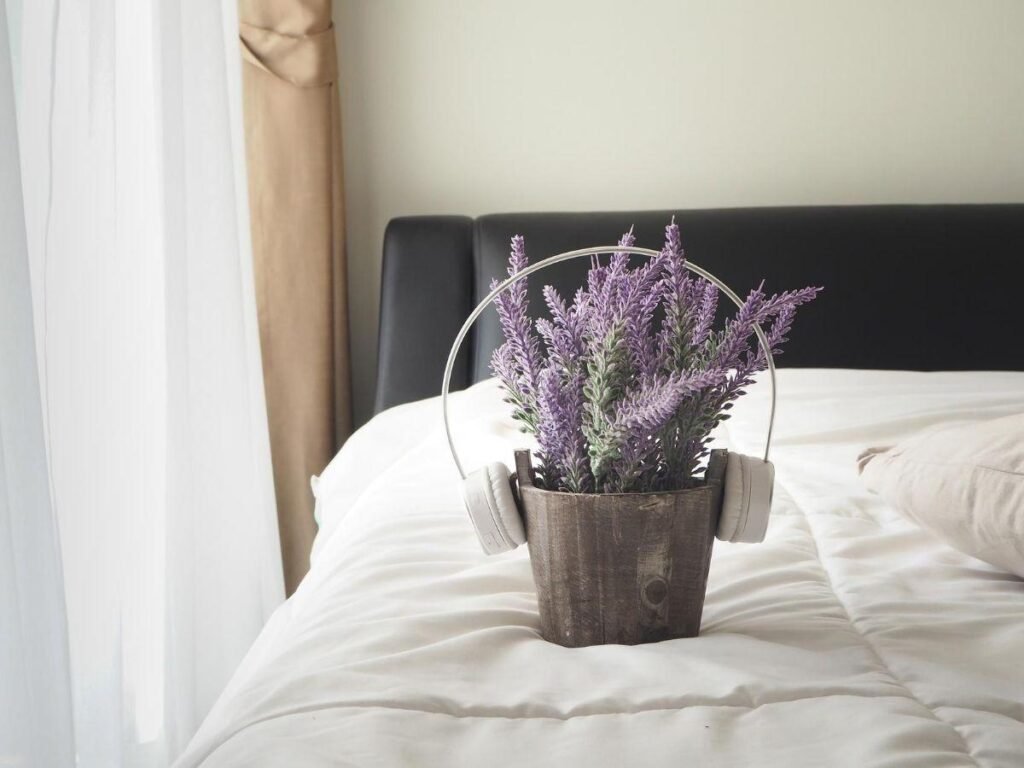 Lavender Indoor Plant