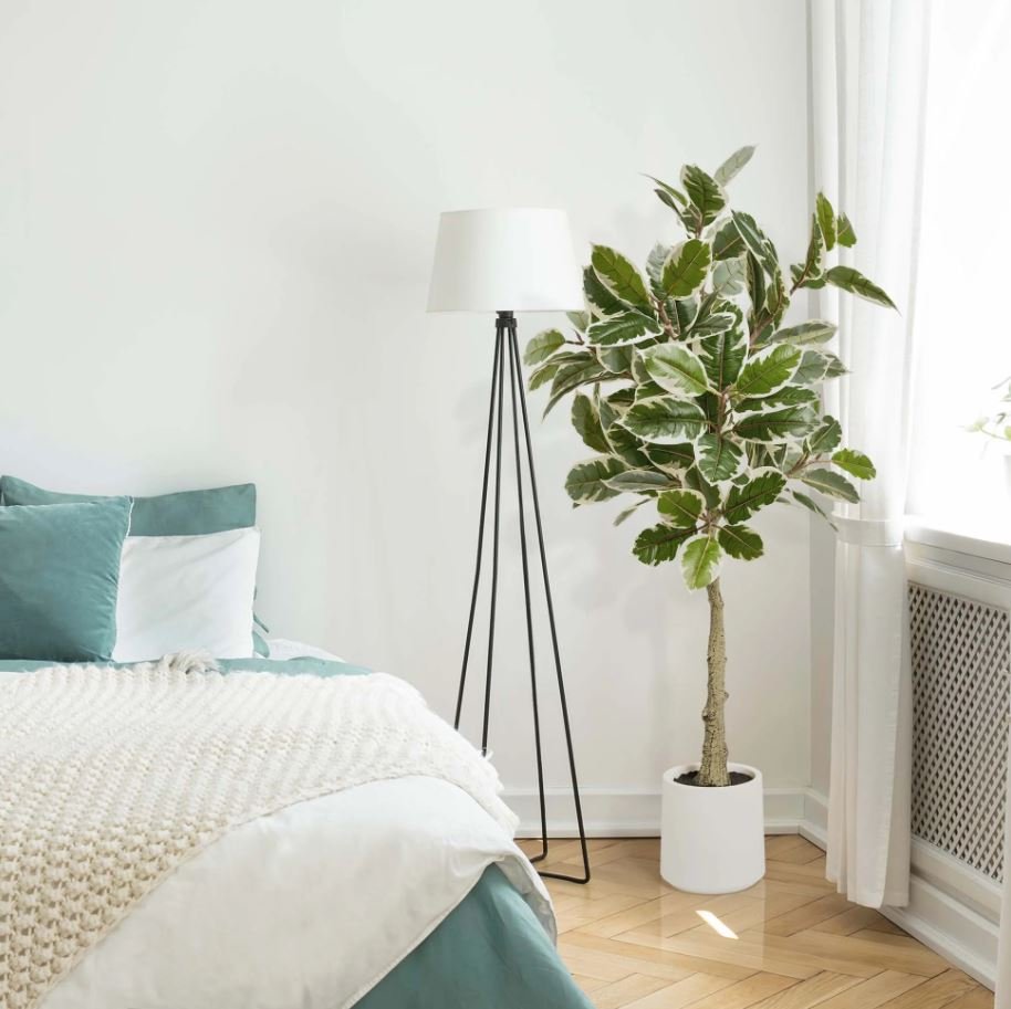 Rubber Plant