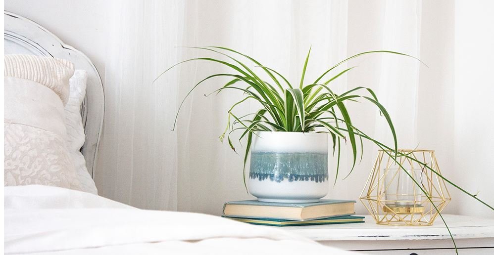 Spider Indoor Plant