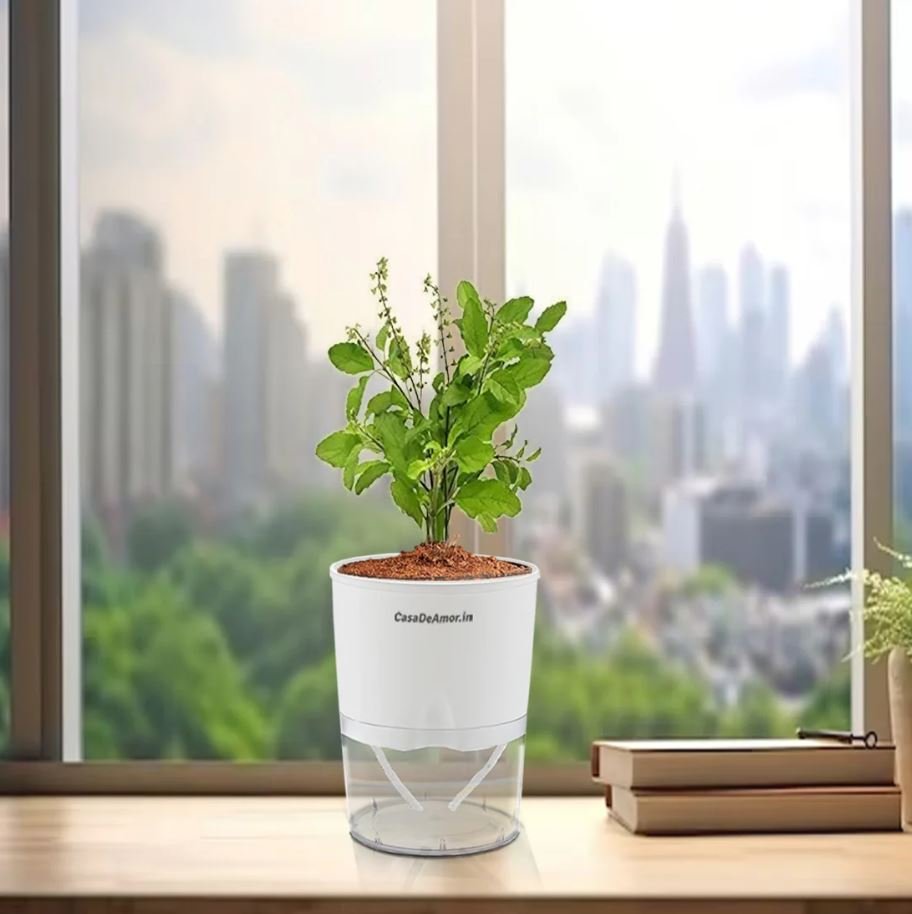 Tulsi