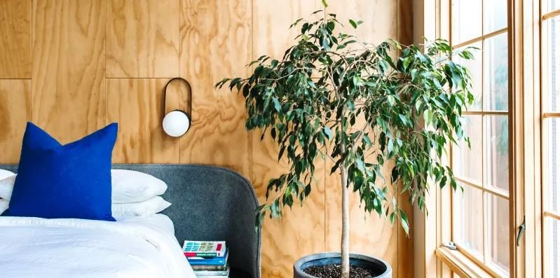 Weeping Fig
