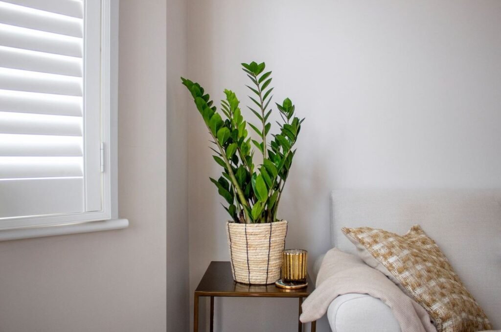ZZ Plant